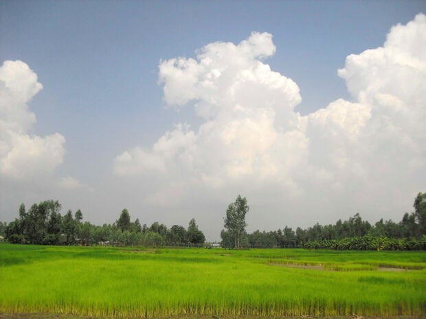 Green fields in Bangladesh under a cloudy sky with lush trees in the background
