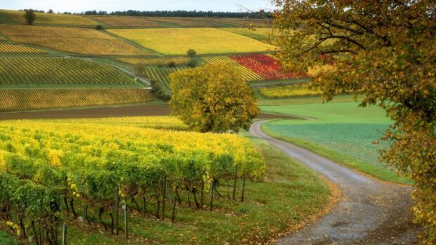 A scenic view of Bangladesh vineyards with colorful fields and a winding road in autumn