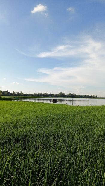 Lush green fields of Bangladesh stretching towards a calm river under a clear blue sky