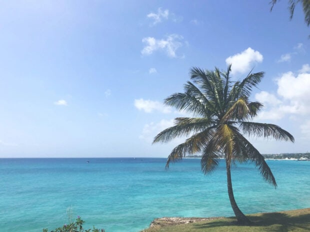 A lone palm tree by the turquoise sea in Barbados with clear blue sky