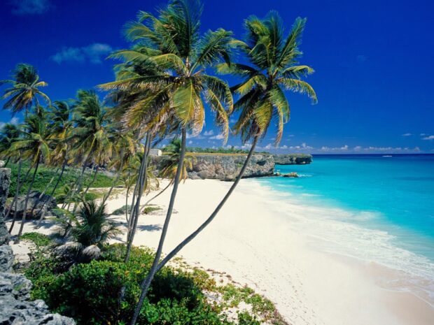 Tropical Barbados coast with palm trees and white sandy beach in clear blue sky
