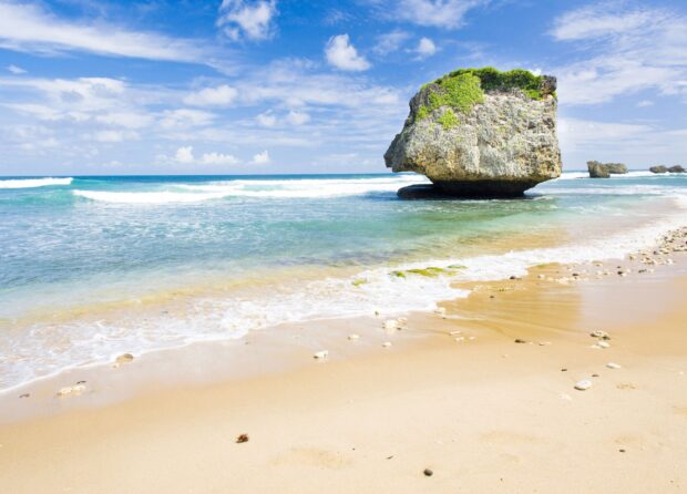A large rock covered with greenery on the sandy shore of Barbados beach
