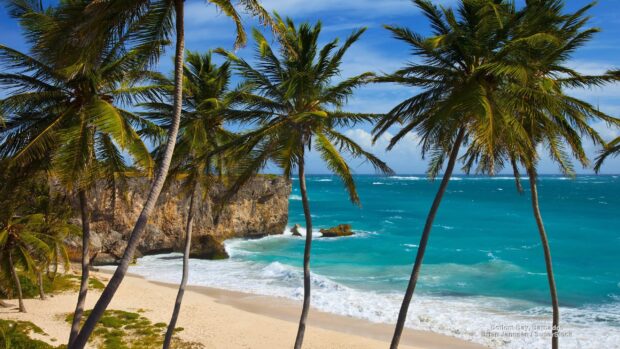 Tropical palms and rocky cliffs by the Barbados beach with turquoise ocean waves