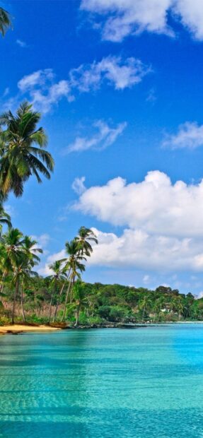 Tropical scenery with palm trees and clear waters of Barbados coastline