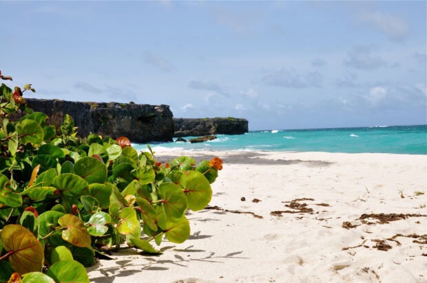 Green plants on sandy beach along turquoise sea in Barbados