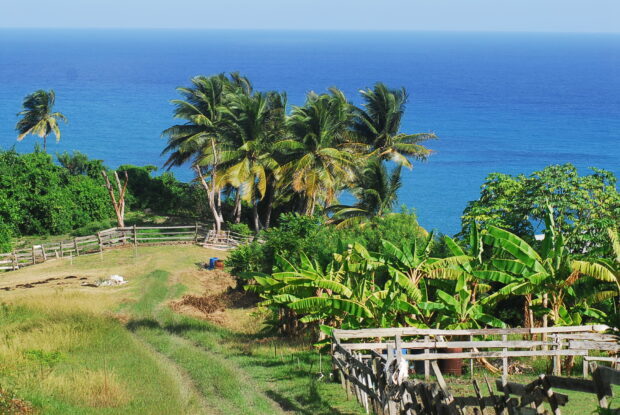 Lush tropical vegetation with palm trees near the ocean in Barbados