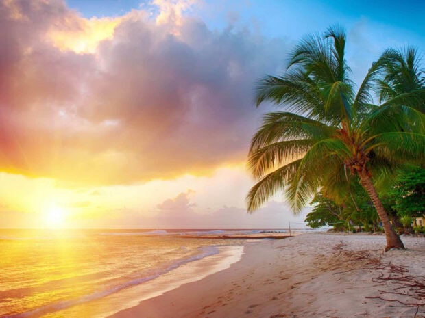Tropical palm trees and calm ocean at sunrise in Barbados