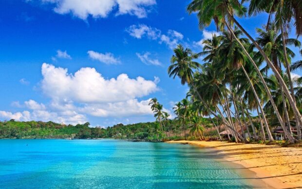 Tropical paradise with palm trees and clear blue sea in Barbados