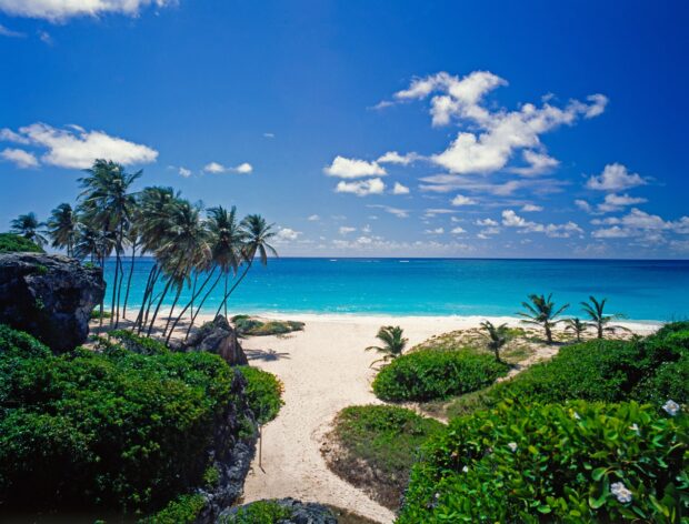 A scenic view of Barbados with palm trees and clear turquoise sea under a blue sky