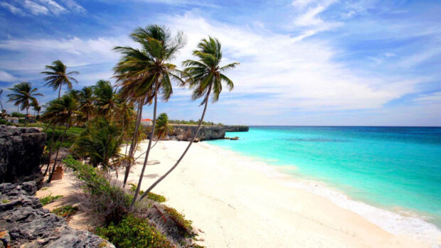Beautiful Barbados coast with palm trees and turquoise sea under a clear blue sky