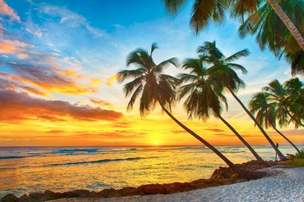 Beautiful Barbados sunset with palm trees along the sandy beach