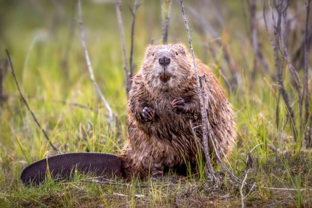 A beaver sitting in the grass with wet fur and a detailed tail visible among plants