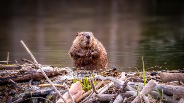A beaver sitting near the water surrounded by sticks and natural debris