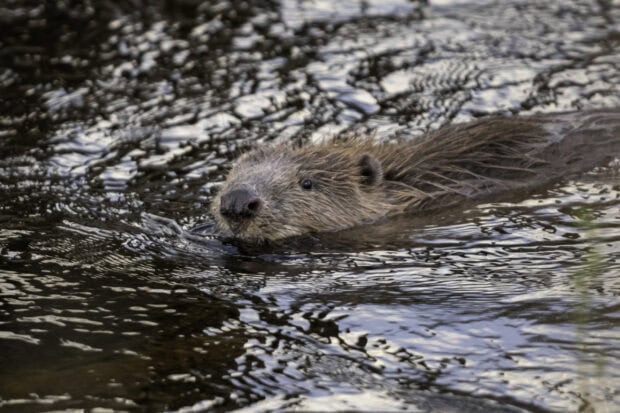 A beaver swimming peacefully in the calm water with detailed wet fur visible
