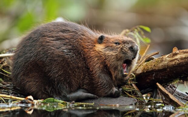 A close up of a beaver resting by the water with its mouth open showing detailed fur texture
