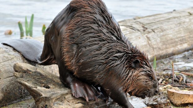 A wet beaver standing on a log near the water in a natural habitat