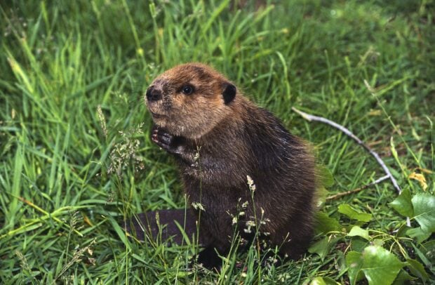 A young beaver sitting in the grass with its paws held near its face in a natural setting