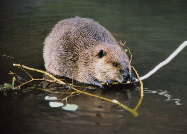 A beaver holding a branch while sitting on water in a natural habitat