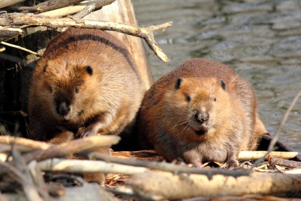 Two beaver animals resting on riverbank surrounded by wood and branches