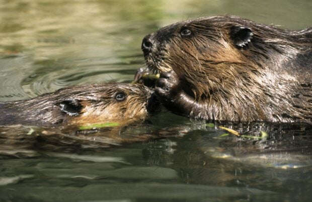 Two beaver animals swimming close together in the water
