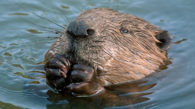 A beaver holding food with its paws while swimming in the water