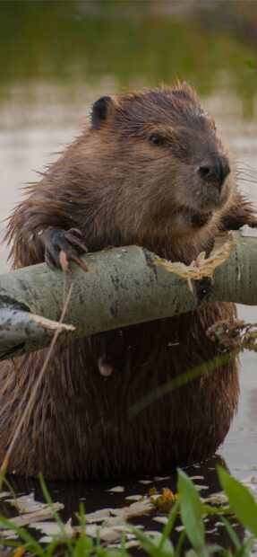A beaver chewing a tree branch in the water surrounded by green plants
