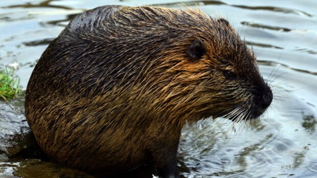 A close up of a beaver sitting on a rock near water showing detailed fur and whiskers