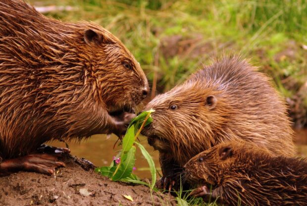 A beaver family feeding on green leaves by the water in the natural habitat