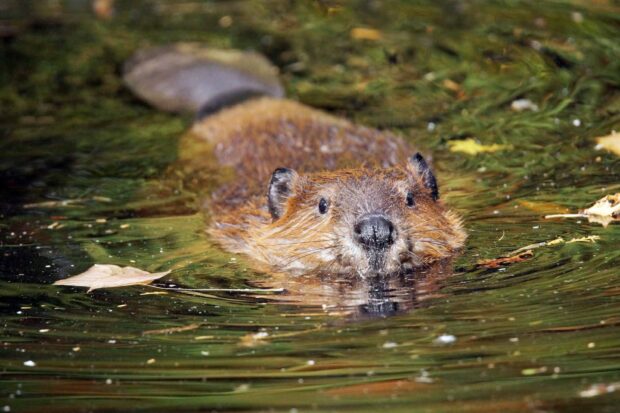 A beaver swimming in the water surrounded by leaves and natural environment
