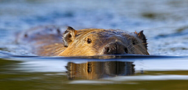 A beaver swimming quietly in the water with its head above the surface