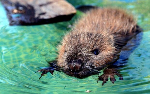 A close up of a beaver swimming in clear green water with detailed fur and paws visible