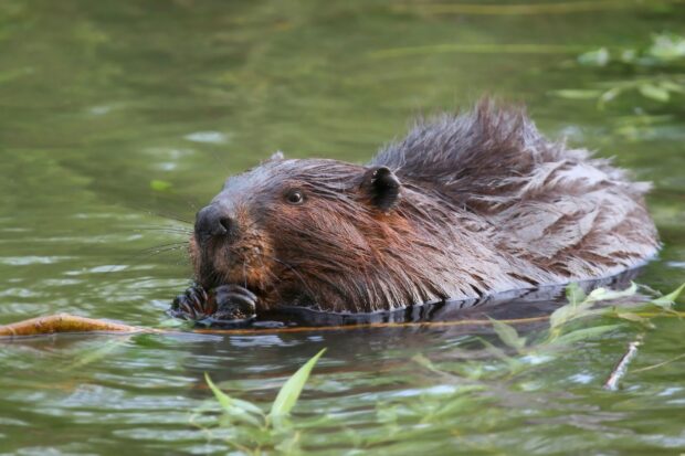 A close up of a beaver swimming in the water with green plants surrounding it