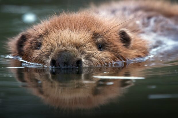 A close up view of a beaver swimming in the water with its head above the surface