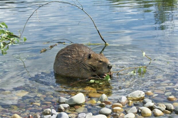 Beaver eating leaves in clear water near stones with natural environment