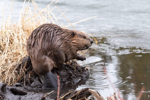 Beaver sitting at the edge of a riverbank near dry grass with wet fur