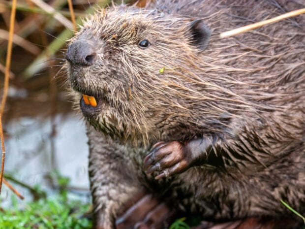 Close up of a beaver showing its wet fur and sharp teeth in natural habitat