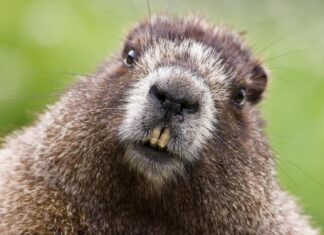 Close up of a beaver with detailed brown fur and visible teeth in a natural setting
