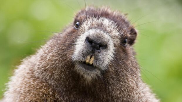 Close up of a beaver with detailed brown fur and visible teeth in a natural setting