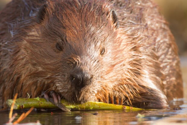 A beaver gnawing on a green stick while resting near the water