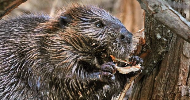 A beaver gnawing on a tree branch in a natural environment