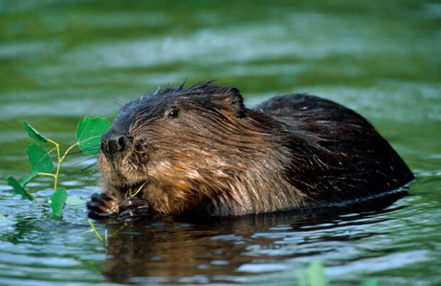 A beaver holding a branch with green leaves while swimming in the water