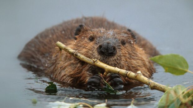 A beaver holding a stick while swimming in the water surrounded by leaves