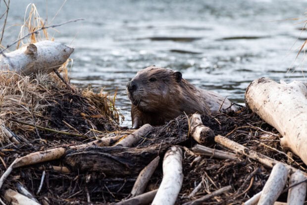 A beaver resting on a dam made of logs and branches near a riverbank