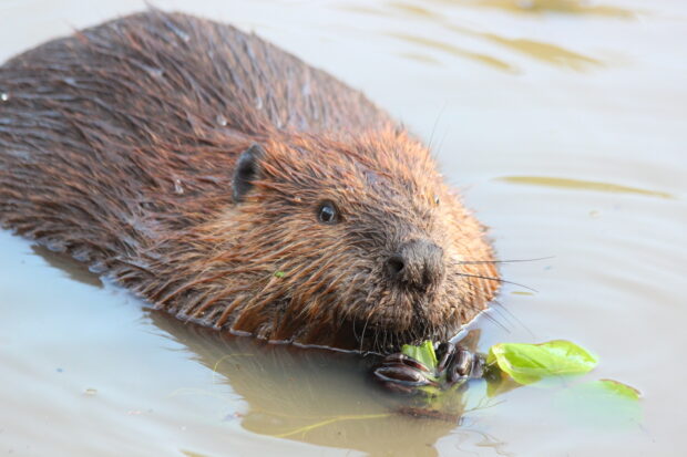 A beaver eating green leaves while floating in calm water