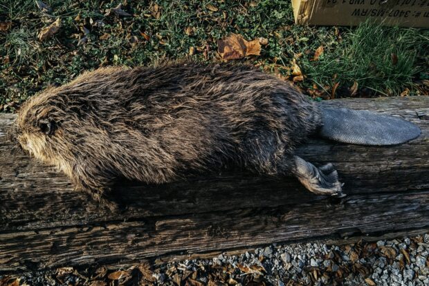 A beaver resting on a wooden log surrounded by grass and fallen leaves