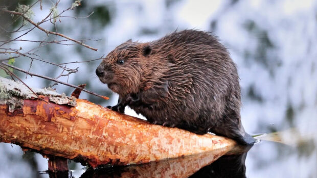 A beaver sitting on a log near water in a natural forest environment