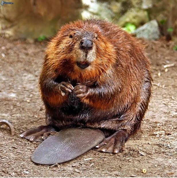A beaver sitting on the ground with its flat tail visible and detailed fur texture