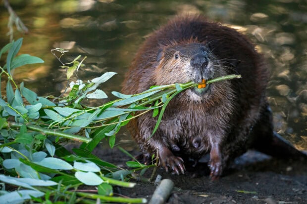 A beaver holding green branches in its mouth near the water edge
