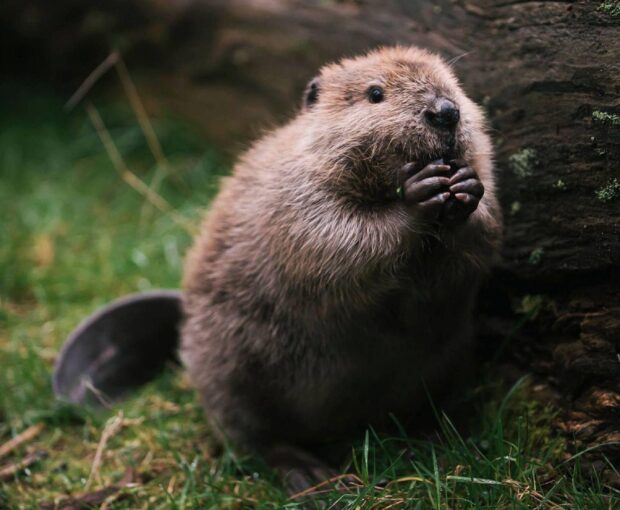 A beaver sitting on grass holding food near a log in natural habitat