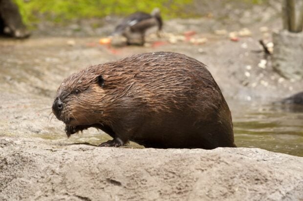 A close up of a beaver resting on a rock near water in its natural habitat